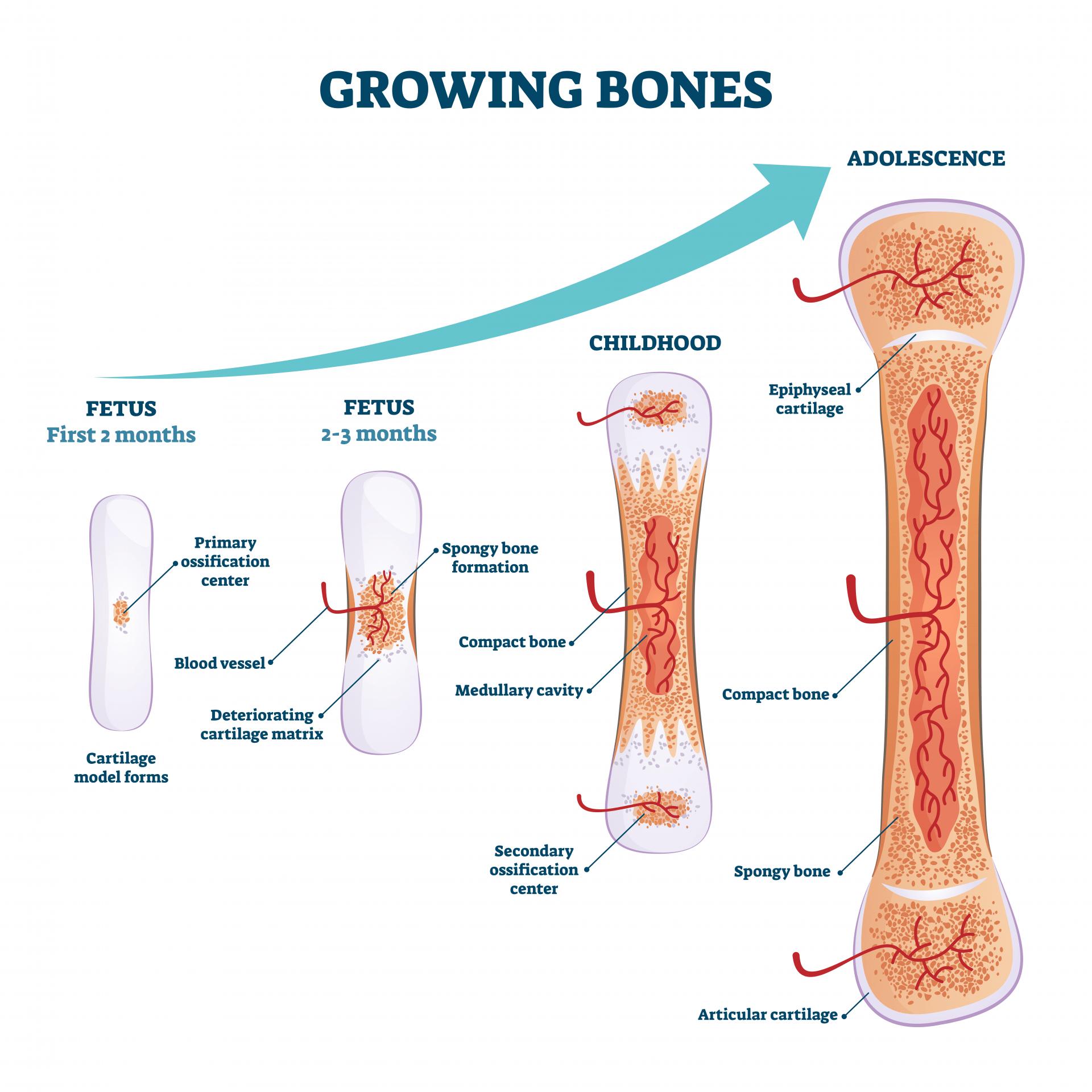 Skeletal Development Diagram